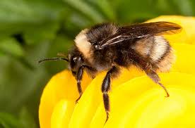 Check spelling or type a new query. Getting To Know Our Native Northwest Bees
