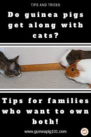 Pin On Small Fury Pets