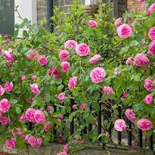 Dig a hole about 30cm wide and 25cm deep. Caring For Roses Garden Tips Beetham Nurseries