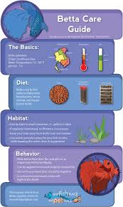 Betta Care Infographic Betta Fish Care Betta Fish Tank Fish Care