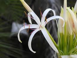 Image result for Crinum asiaticum