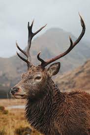 World S Best Wildlife Photos 15 Great Images Winners Of Wild 2020 Agora Competition Wildlife Photos Hunting Aesthetic Animals Images