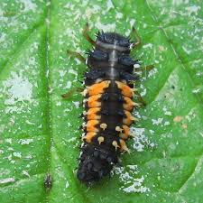 For home use, 1,500 is usually enough for one application in a small greenhouse or garden. Releasing Ladybugs Into The Garden Finegardening