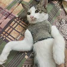 We did not find results for: Hello There In 2021 Cats Cute Cats Cute Cat