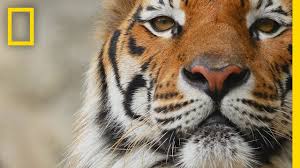 A golden tabby tiger is one of the most beautiful and rarest tigers on this planet. A Study Of Tigers