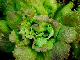 Check spelling or type a new query. Lattuga 12 Varieta Per Conoscere L Insalata Dissapore