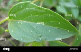 Image result for Orthosiphon schimperi