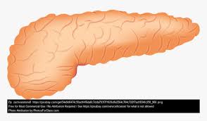 Pancreas Clipart Transparent Background Hd Png Download Kindpng Almost files can be used for commercial. pancreas clipart transparent background