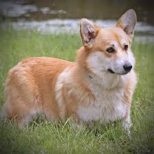 Advertise, sell, buy and rehome welsh corgi cardigan dogs and puppies with pets4homes. Our Boys Studs Hill Country Corgis