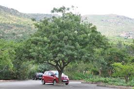 Image result for Searsia rogersii