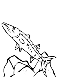 For boys and girls, kids and adults, teenagers and toddlers, preschoolers and older kids at school. Barracuda Coloring Pages Download And Print Barracuda Coloring Pages
