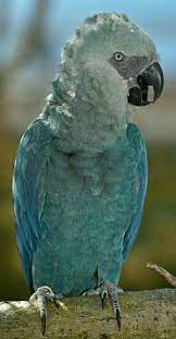 51 A Rare Bird Ideas Birds Bird Pet Birds