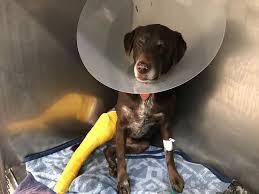 I did pay the lowest shipping amt. Sierra Pet Clinic In Truckee Petslover