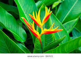 Heliconia Bird Of Paradise Plant Varieties Stock Photo Orange Heliconia Species Flowers In Costa Rica Central America Heliconia Plant Leaves Flowers