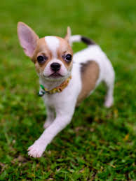 We did not find results for: Teacup Chihuahua Training Temperament More