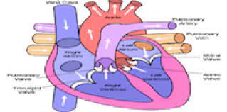 Anatomy Of The Human Heart Irasto World Health