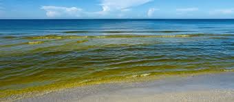 Stay up to date by checking: What You Need To Know About Red Tide In Florida