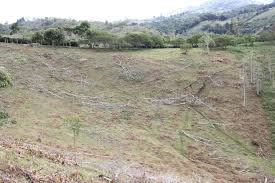 You can play games created by your friends and other users of the games. Coffee Pulp May Be The Key To Reforestation