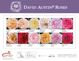 David Austin Garden Rose Poster Virgin Farms First Class