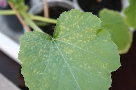 How to get rid of white powder mold on plants with a vinegar mix. Help Small Yellow Spots Destroying My Zucchini Leaves Helpfulgardener Com