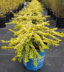 Image result for Ozoroa nitida