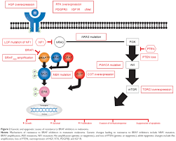 Image result for MEK Inhibitor