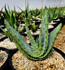 Image result for Aloe excelsa