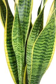 Summer flower 21pcs faux snake plant leaves set,23inch tall fake sansevieria plants outdoor,artificial snake plant leaf,4 sizes for indoor home decor,office,garden,tabletop floor. Snake Plant Indoor Air Purifying Indoor Plants Plantshop Me