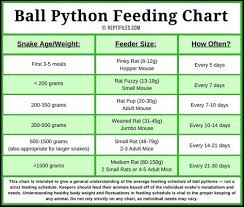 Ball Python Feeding Chart Ball Python Pet Snake Python