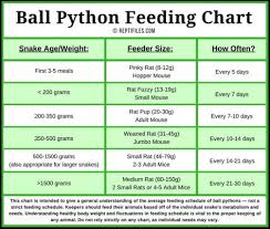 ball python feeding chart ball python pet snake python