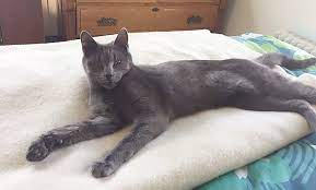 A kitten may not always be a good match for an older cat, but there are ways you can ease the introductions. Reward Offered For Information After 8 Month Old Kitten Fatally Shot In Cutchogue Last Month The Suffolk Times