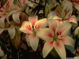 Mocheta imperial de lux, pentru sali de evenimente si sali de cinema, camere de hotel, restaurante mocheta cu model crin imperial de trafic intens, este antistatica si usor de curatat. Crini Imperiali Poze Flori Laura97