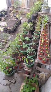 Tahukah anda, ruang berkenaan sebenarnya bisa dimanfaatkan sebagaikebun. Kebun Mini Organikku Kebunpedia