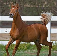 مسابقه بيت العرب للتصوير الفوتوغرافي ٣ horses quarter horse horse breeds