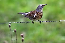 Check out inspiring examples of wacholderdrossel artwork on deviantart, and get inspired by our community of talented artists. Wacholderdrossel Turdus Pilaris Www Natur In Nrw De