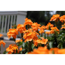 Image result for Crossandra mucronata