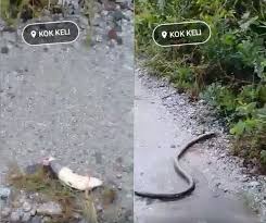 Bila melihatnya, ia akan memainkannya sampai lupa waktu dan perintah tuannya untuk mencuri. Ramai Bengang Tengok Gaya Lelaki Acah Hero Libas Kepala Ular Sampai Putus Ada Juga Yang Sokong Dari Kesian Terus Nak Maki Viral Mstar