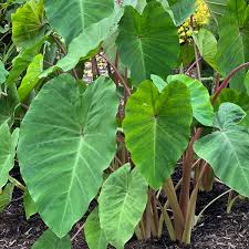 Image result for Polycarpaea eriantha