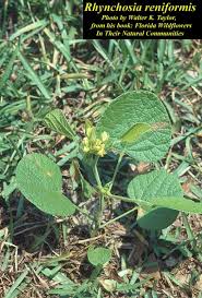 Image result for Rhynchosia