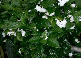 Image result for Tabernaemontana