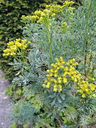 Image result for Ruta graveolens