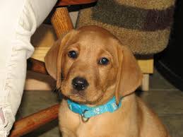 Check spelling or type a new query. Puppy Labrador Retriever Fox Red Cuteanimals