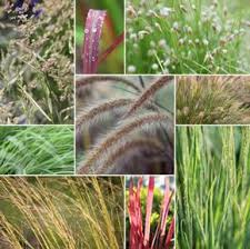 Schilf Im Garten Schilfgraser Pflege Schneiden Und Beseitigen Gartendialog De Graser Pflanzen Pflanzen Zierpflanzen