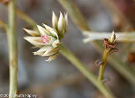 Image result for Hermbstaedtia scabra