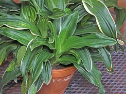 More Infos Rohdea Japonica Tolerates Light Frost For A Short Period And Is Suitable For Bright To Light Shaded Places Descriptio Japonica Plants House Plants
