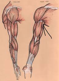 Triceps brachii is a large muscle, which forms most of the substance on the back of arm. Muscle Lab Practice Exam A P 172 Proprofs Quiz