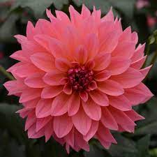 Dahlia Venti National Garden Bureau Plants Flower Display Summer Bulbs