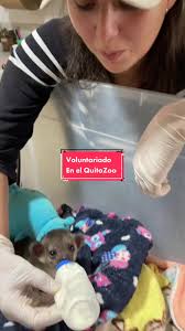 ¡inscríbete al voluntariado! Link en la Bio 🔗Hoy acompañamos a Nicole y  Franccesco en su último día de voluntariado en el Zoo. 🟢🐾 #QuitoZoo  #Voluntariado #Veterinario #Biologo #Wildlife