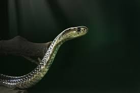 Mimpi dililit ular besar ataupun kecil merupakan pertanda terganggunya kebebasan dalam mimpi melihat ular besar warna kuning. Arti Mimpi Membunuh Ular Kobra Paramimpi