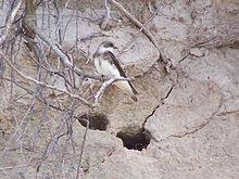 It has a wide range in summer, embracing practically the whole of europe and the mediterranean countries and across the palearctic to the. Sand Martin Wikipedia